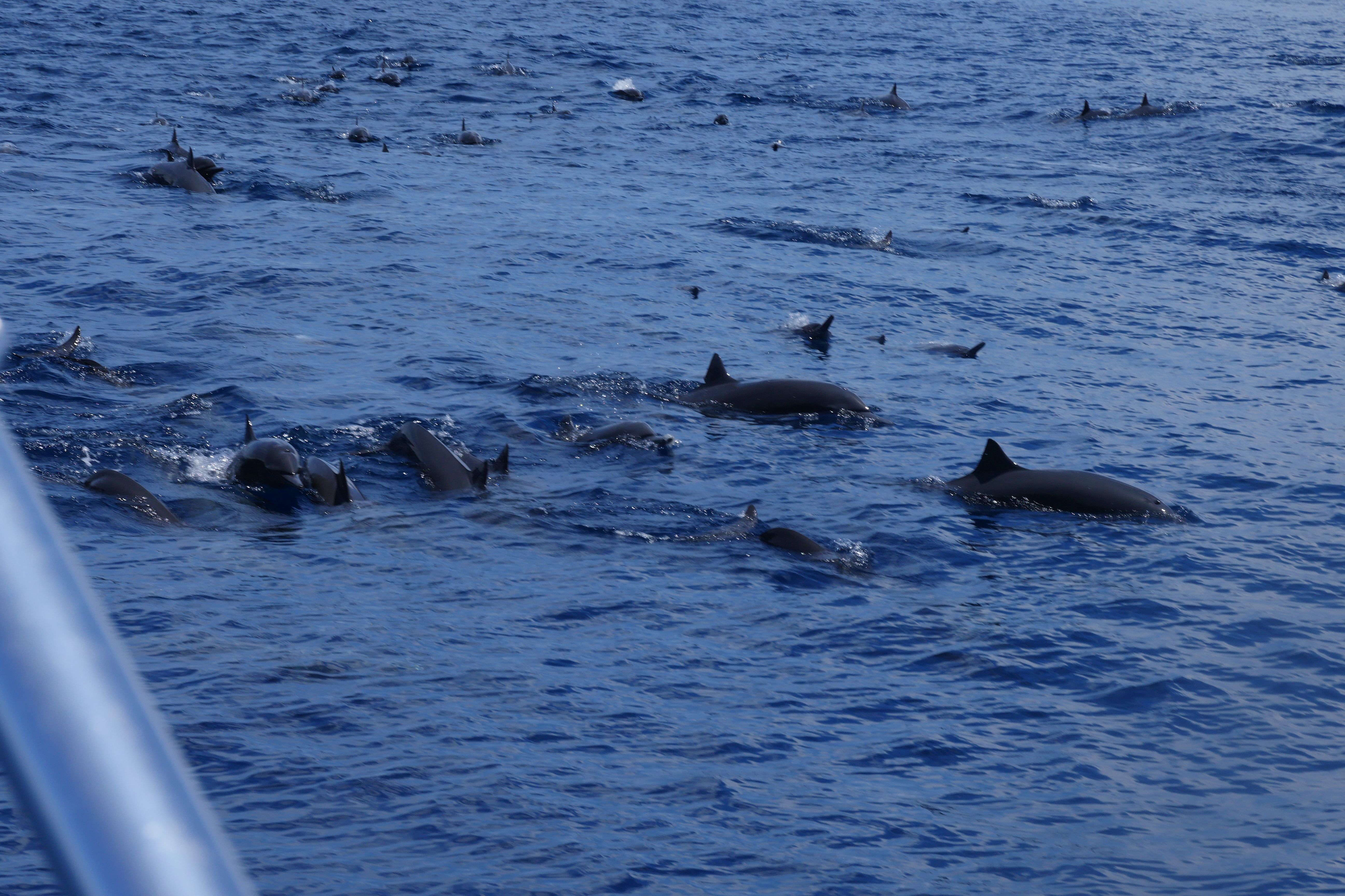 Dolphins in Costa Rica