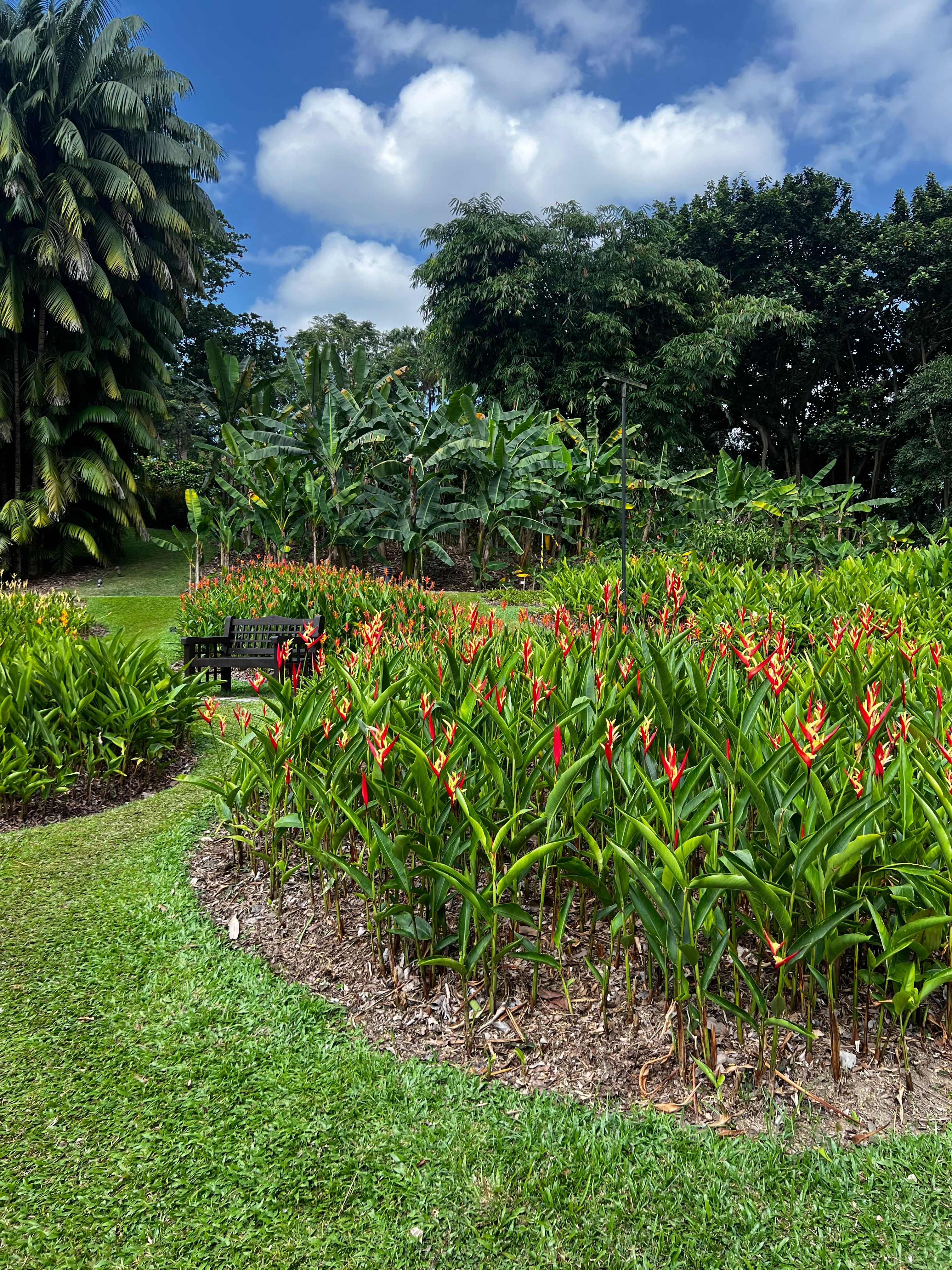 Heliconia In Singapore Botanical Gardens