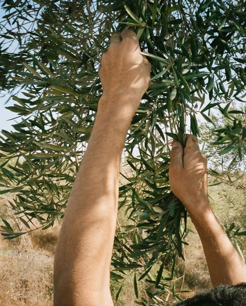 Hands stripping olives from a branch against the sky
