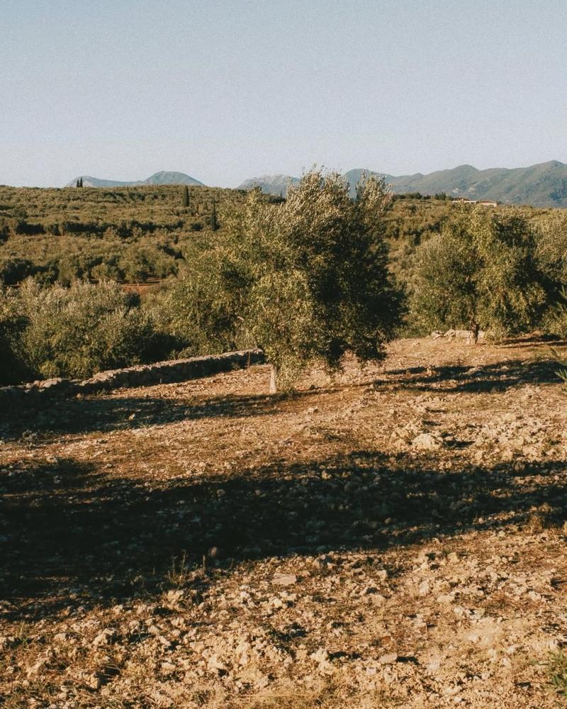 Olive trees on dry, stony Maremma ground at golden hour