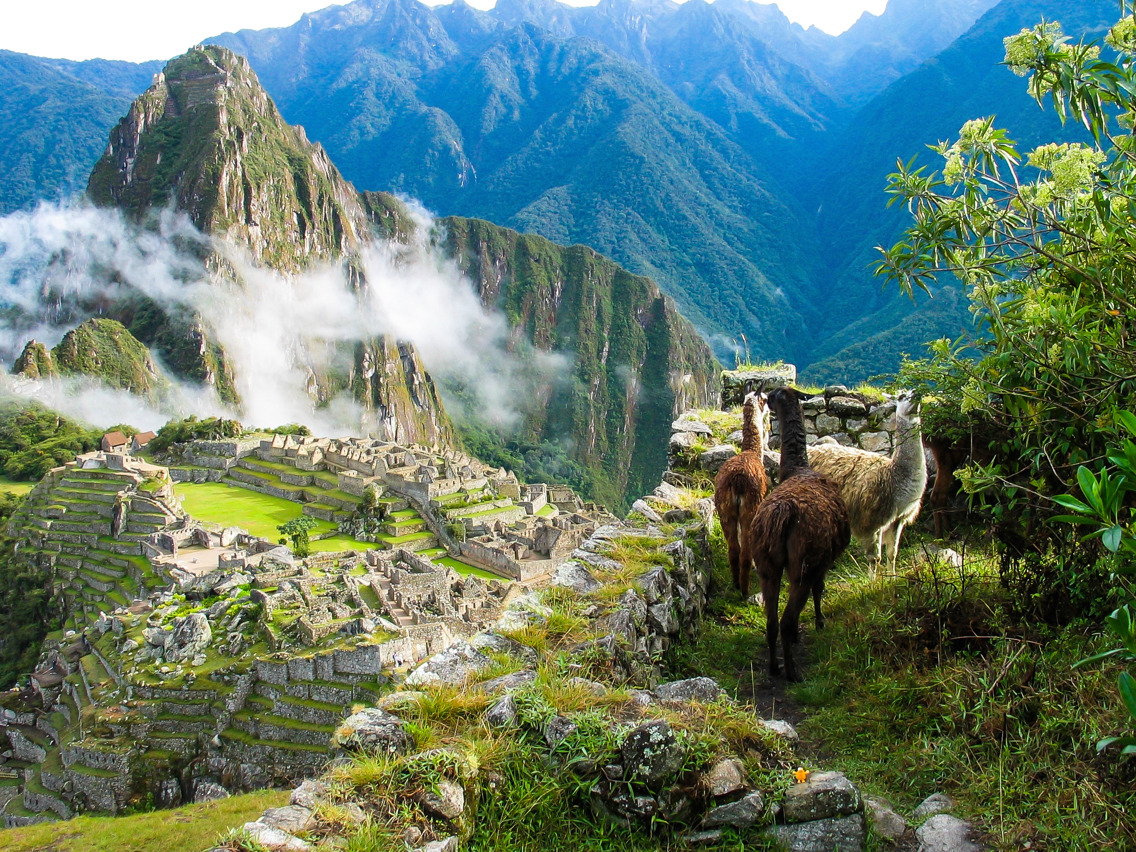 Llamas overlooking the ruins of Machu Picchu, with mist drifting between the mountains.