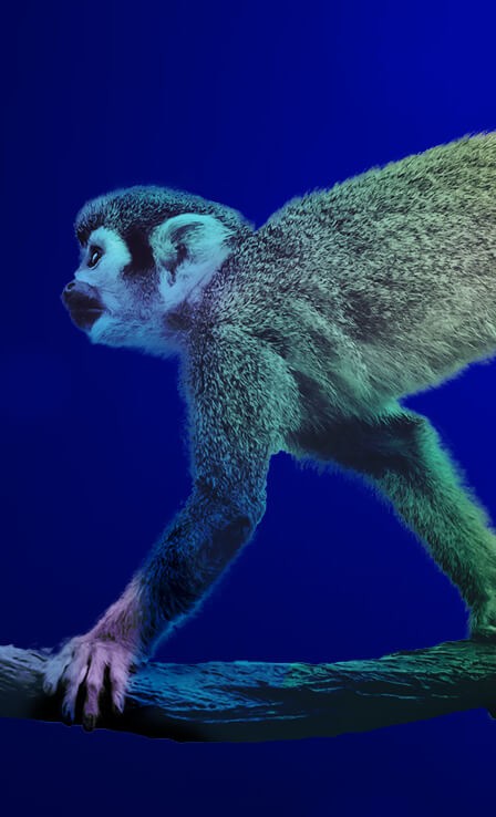 Squirrel monkey sitting on a branch on a dark blue background