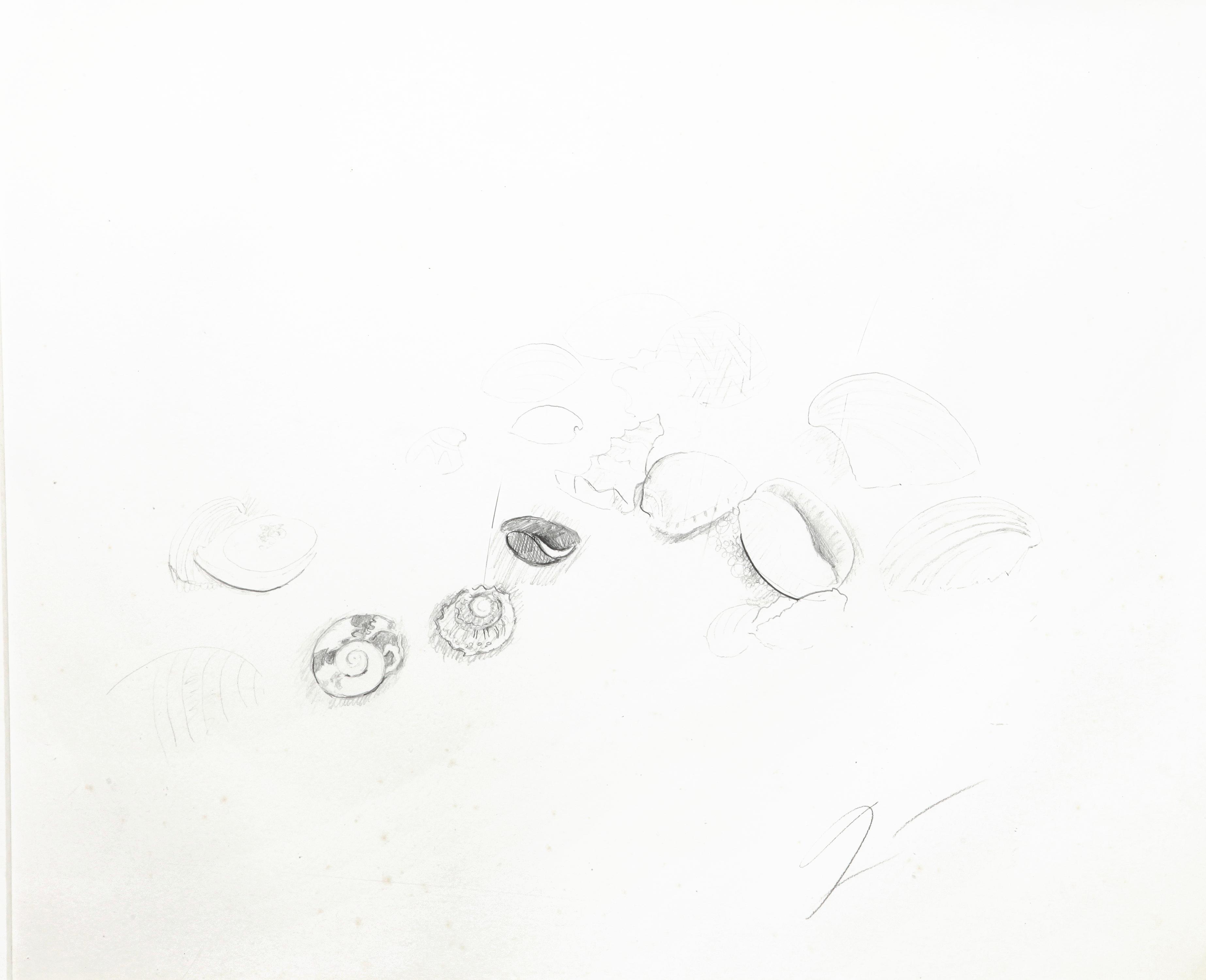 Shells