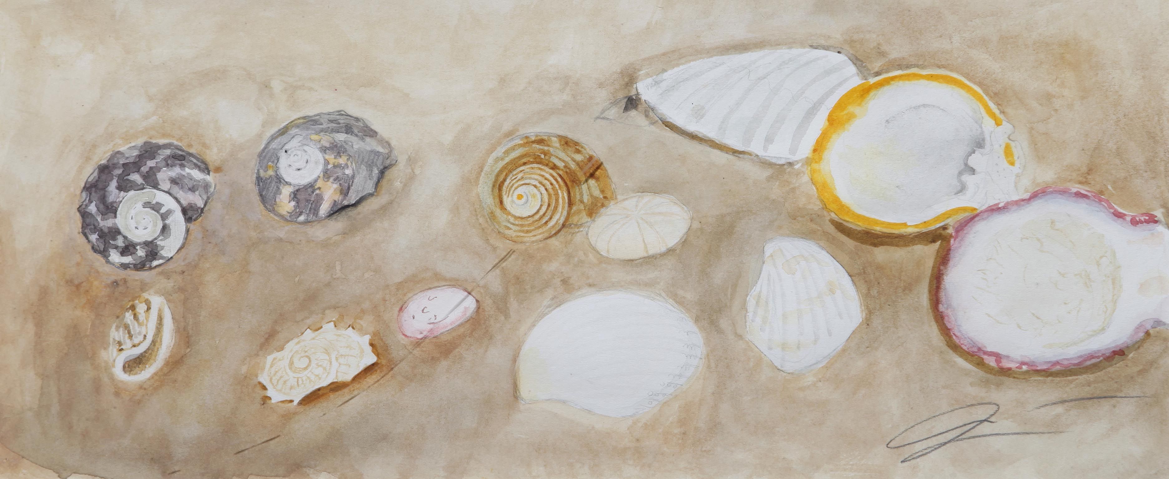 Shells