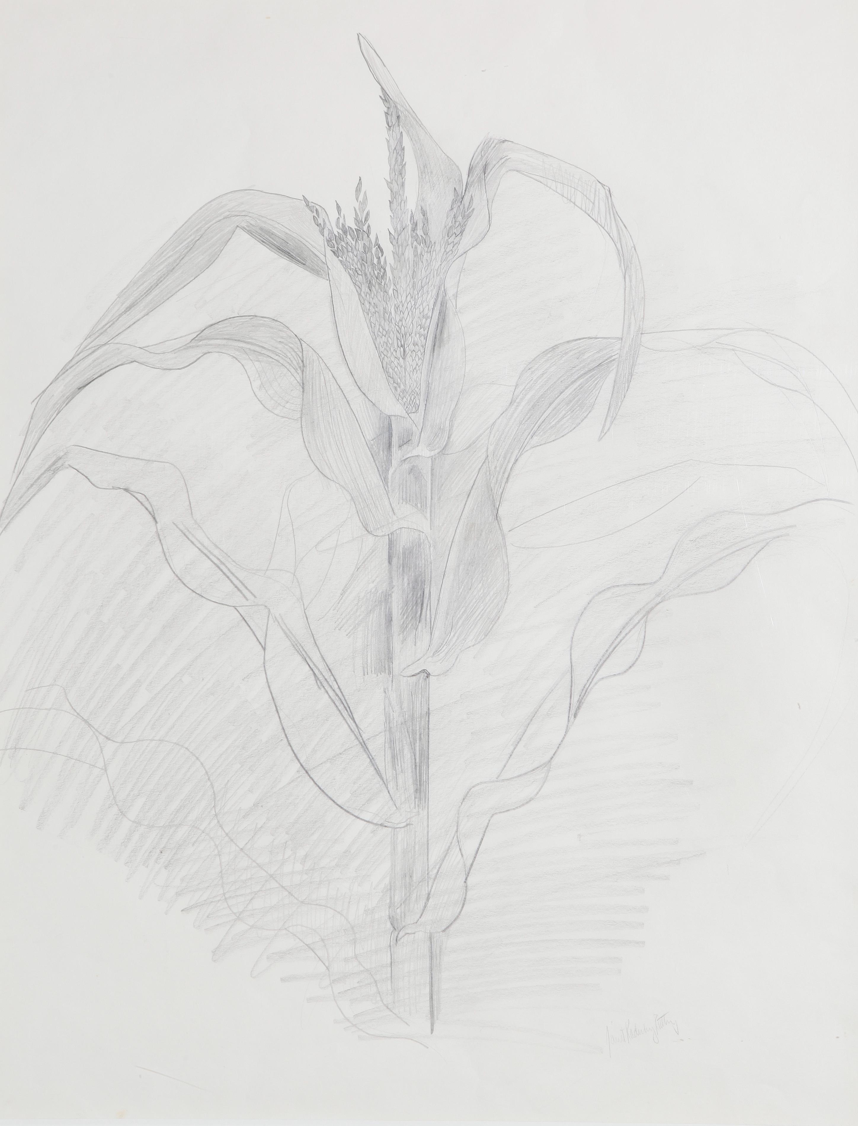 Corn