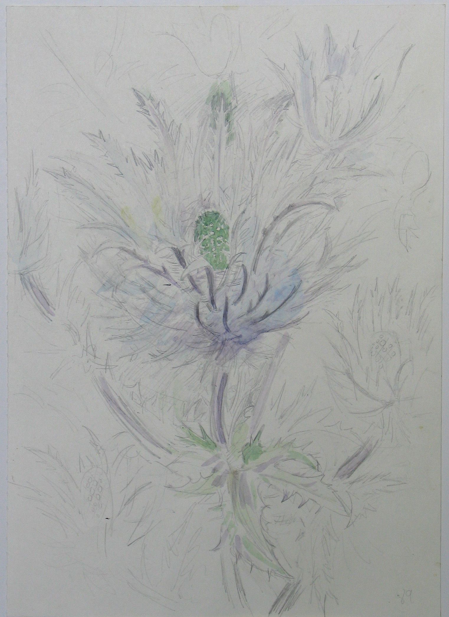 Thistle