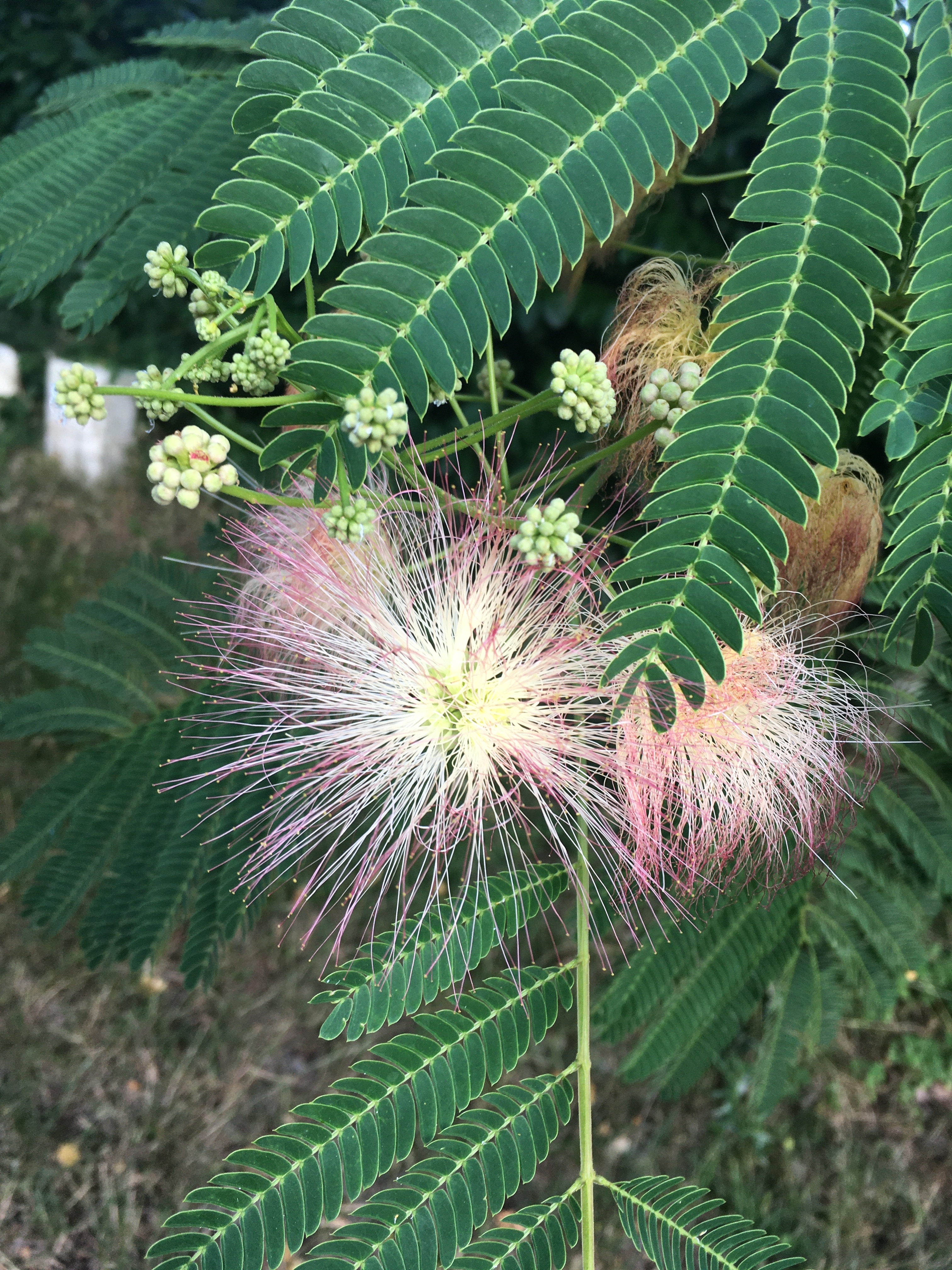 Careful Sounds and Floral Hummings | Han Le Han, Houaïda Goulli