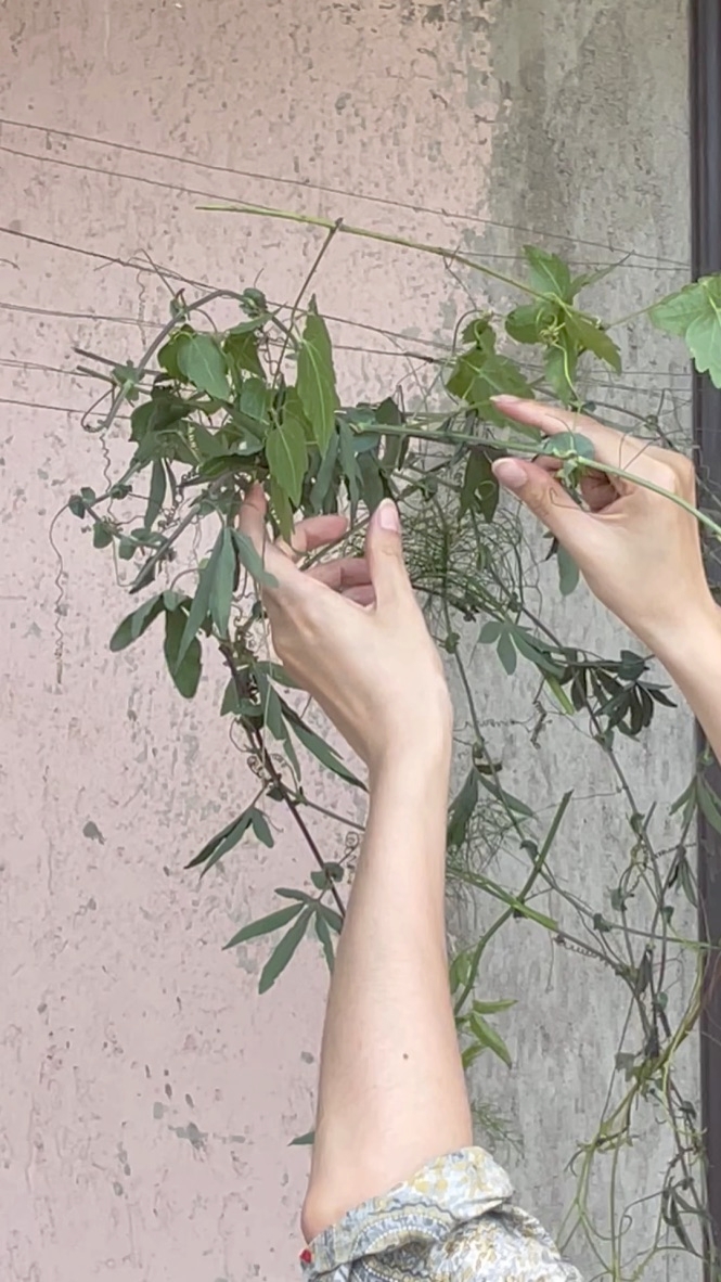 Foto: Han Le Han | Careful Sounds and Floral Hummings | Han Le Han, Houaïda Goulli