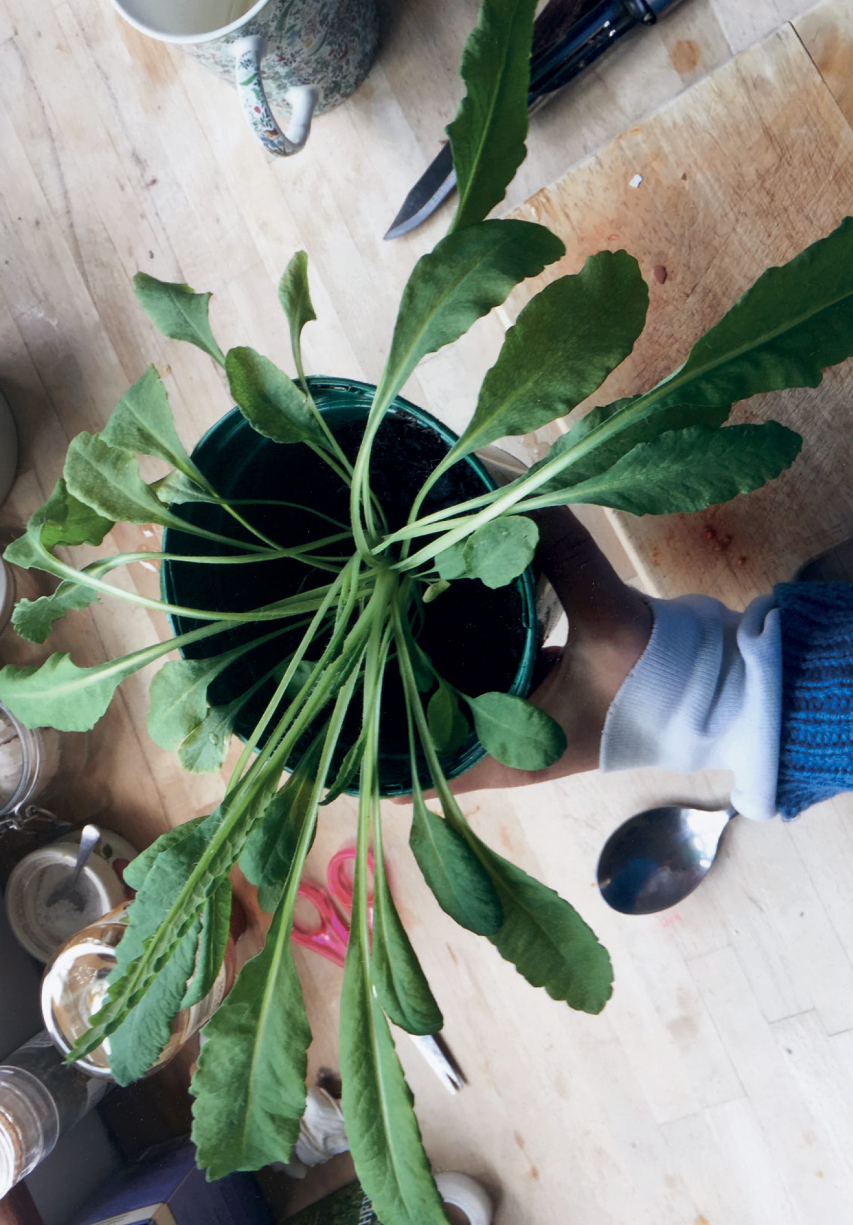 Ansichtkaart: Blightman (voorkant) | The Vleeshal Opera | Wolfe Hall