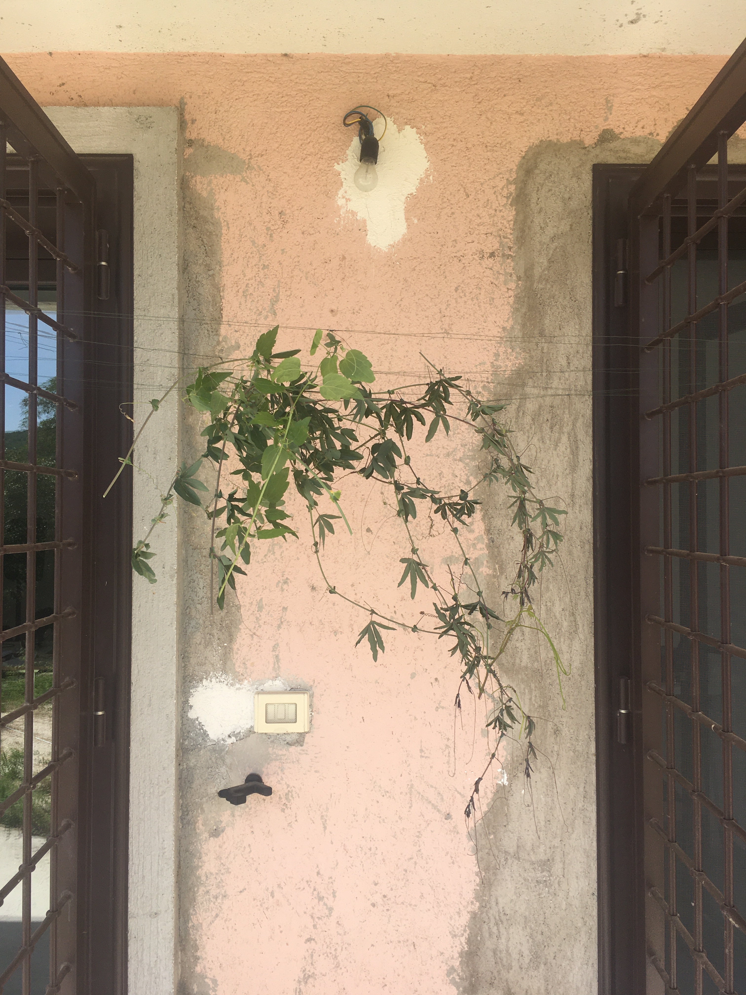 Careful Sounds and Floral Hummings | Han Le Han, Houaïda Goulli