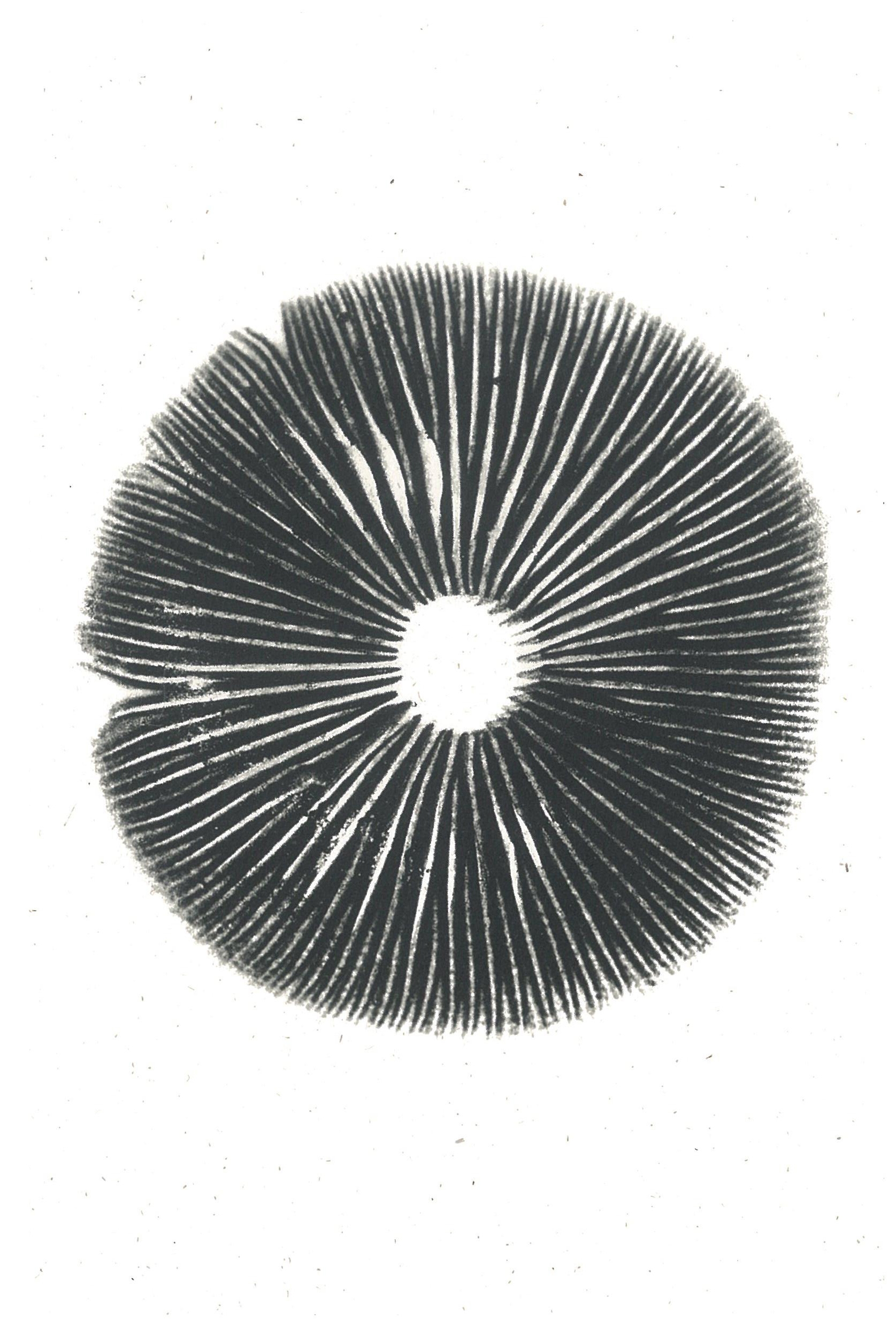 The Mushroom Project | Annie Ratti