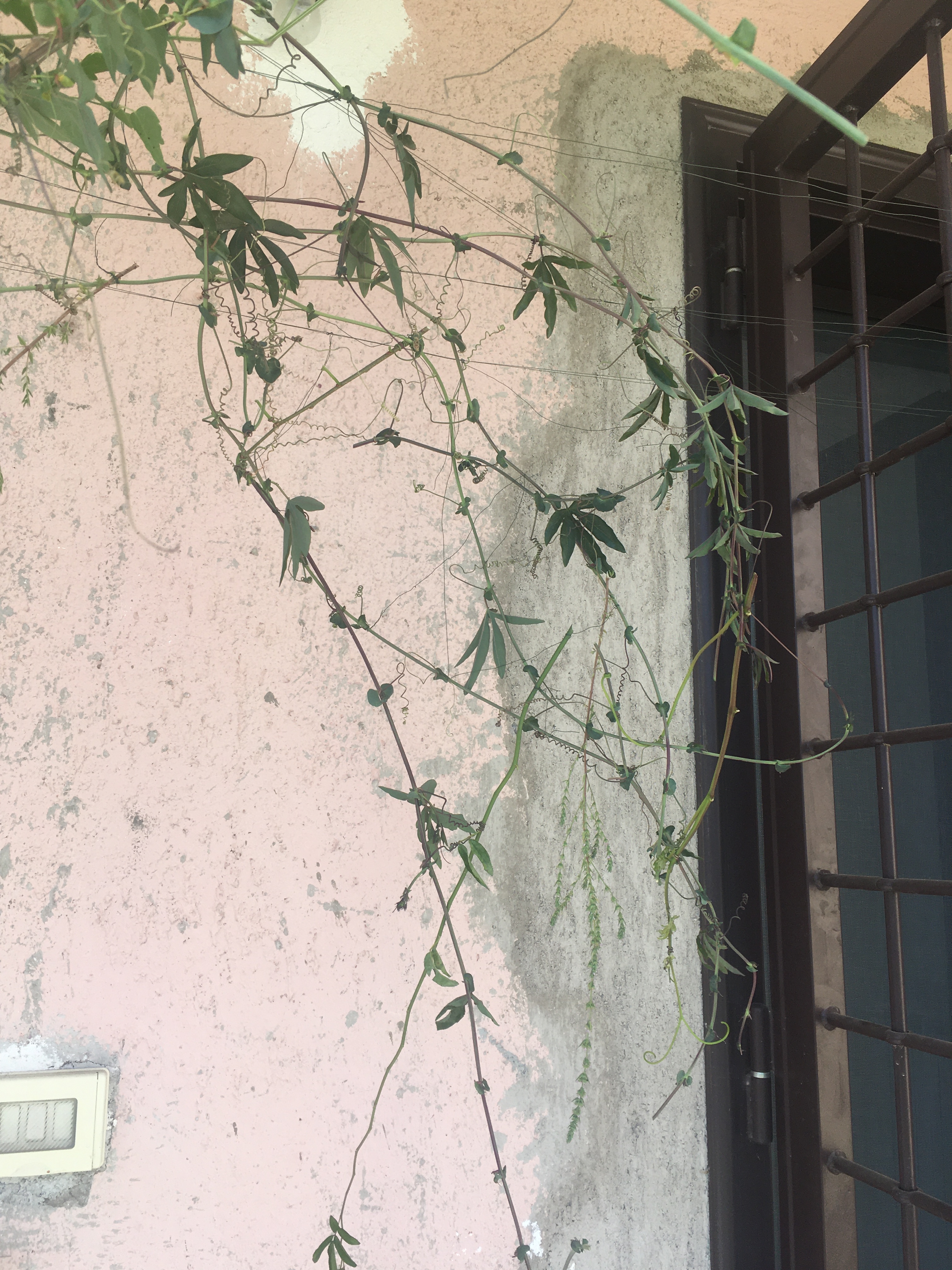 Careful Sounds and Floral Hummings | Han Le Han, Houaïda Goulli