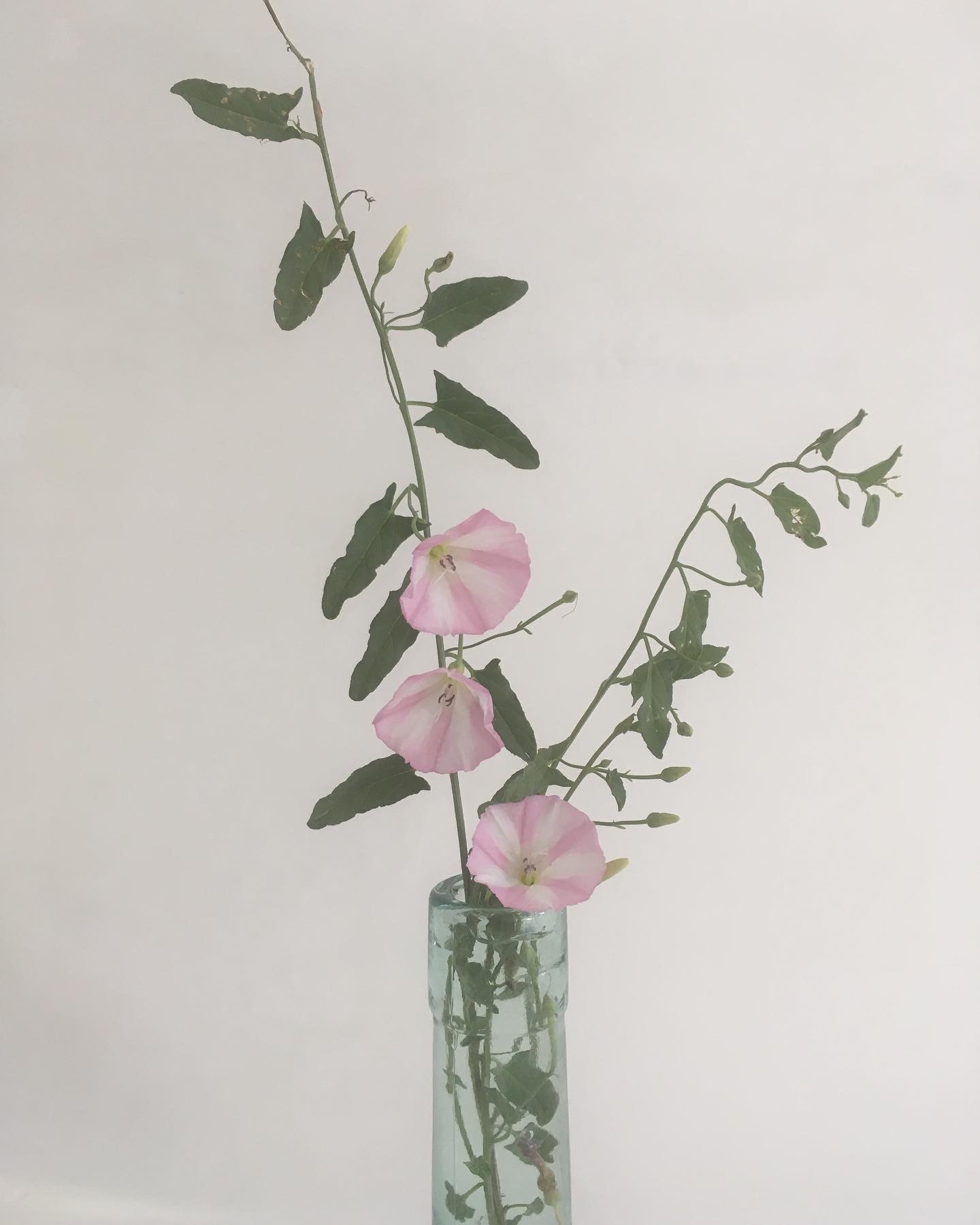 Careful Sounds and Floral Hummings | Han Le Han, Houaïda Goulli