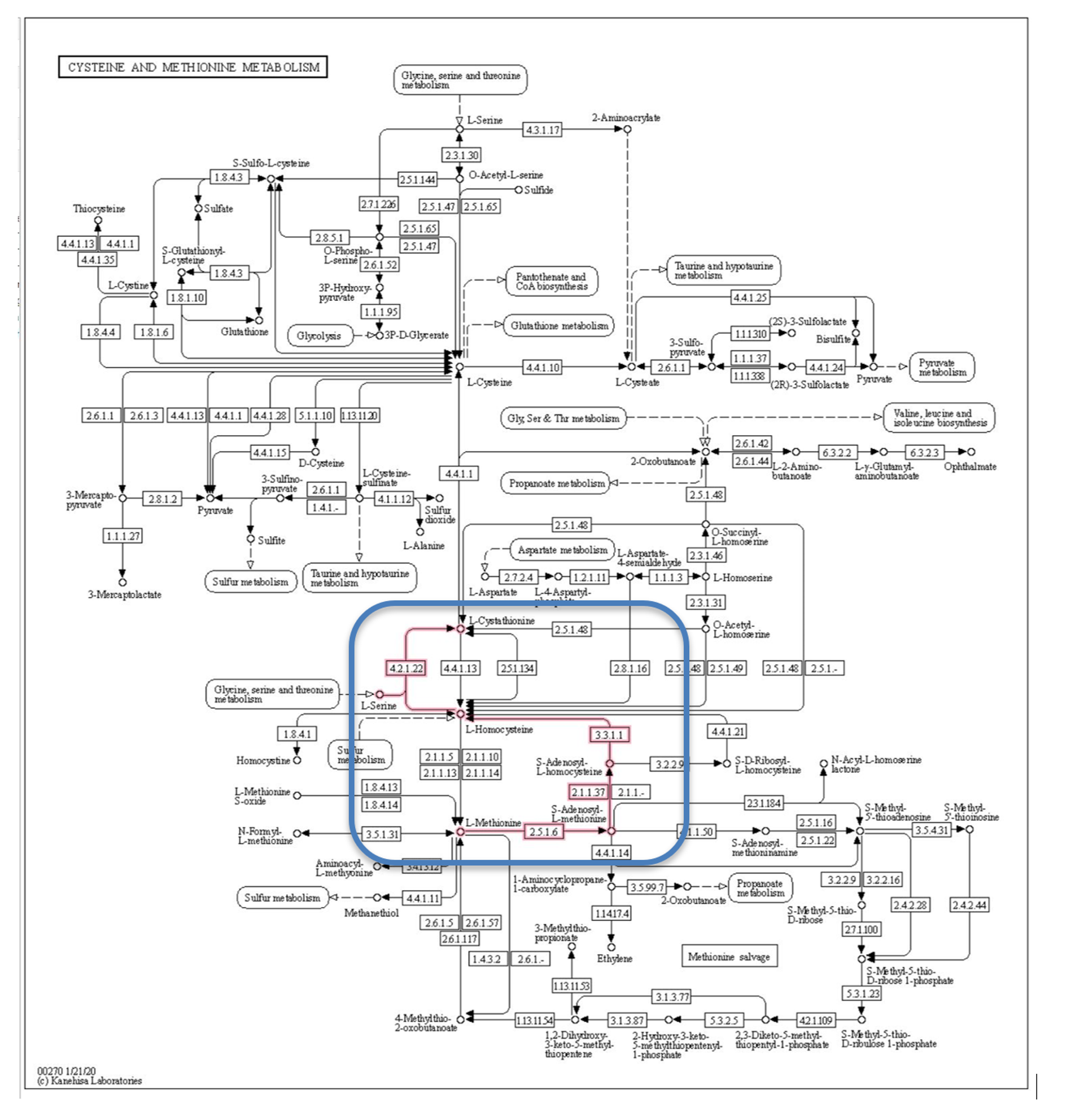 Methionine degradation pathway from KEGG database