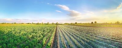 A field with a growing crop