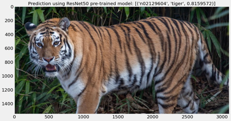 Prediction using ResNet50 pre-trained model. The result correctly identifies a tiger in the image.
