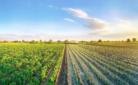 A field with a growing crop