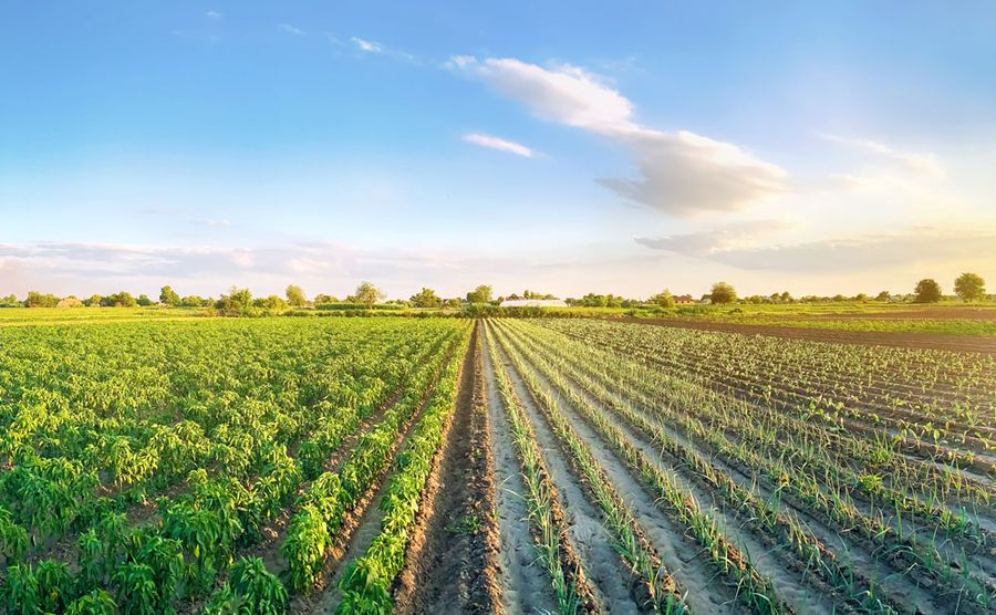 A field with a growing crop