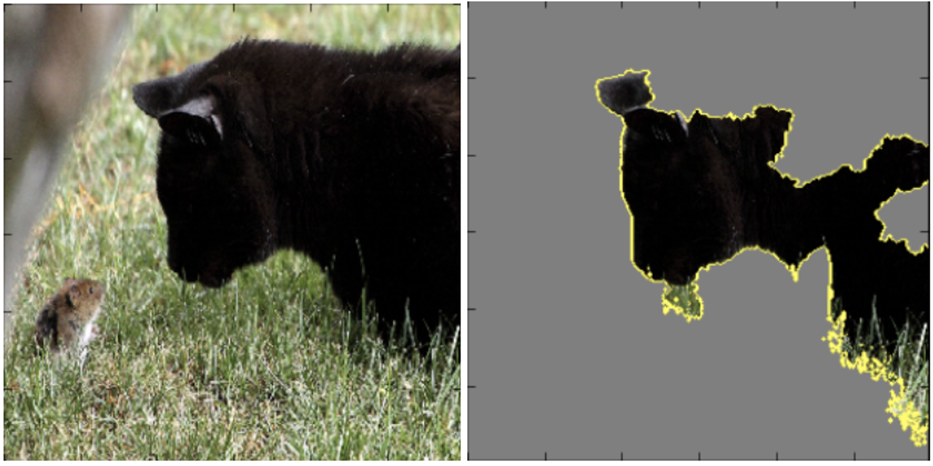 Incorrect classification of a cat