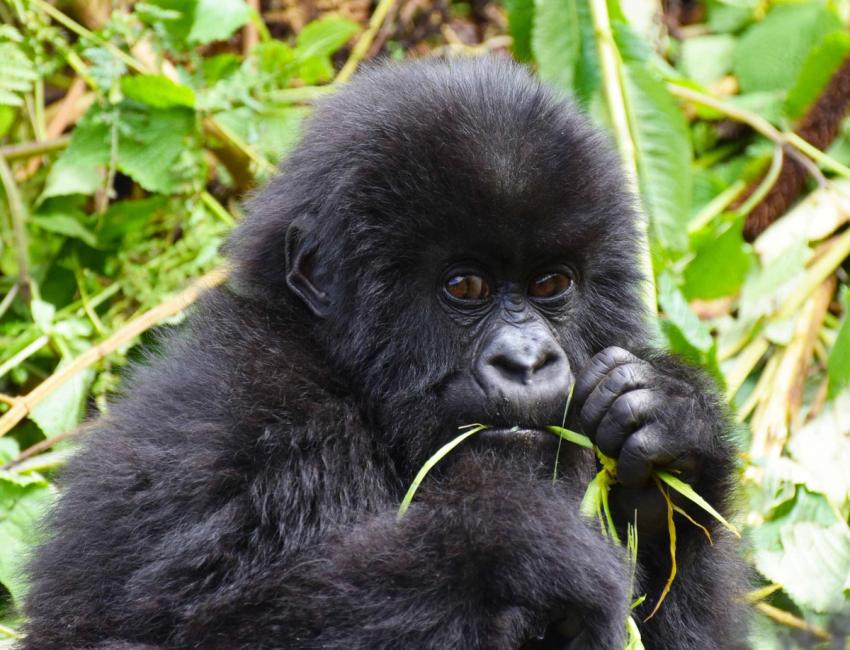 Using spaCy for NLP in Python with Examples