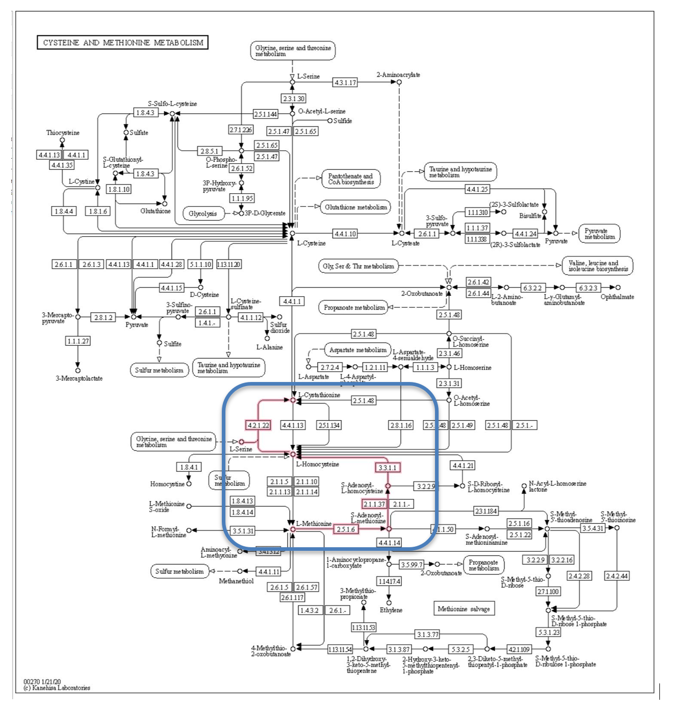 Methionine degradation pathway from KEGG database