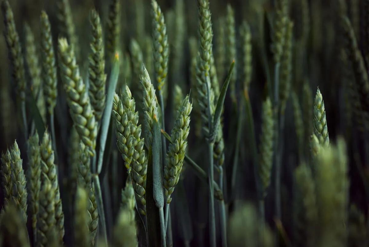 wheat