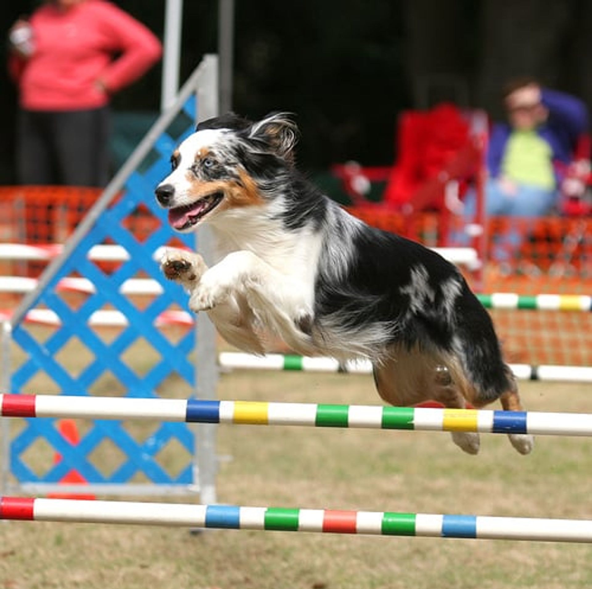 Dog jumping over a hurdle