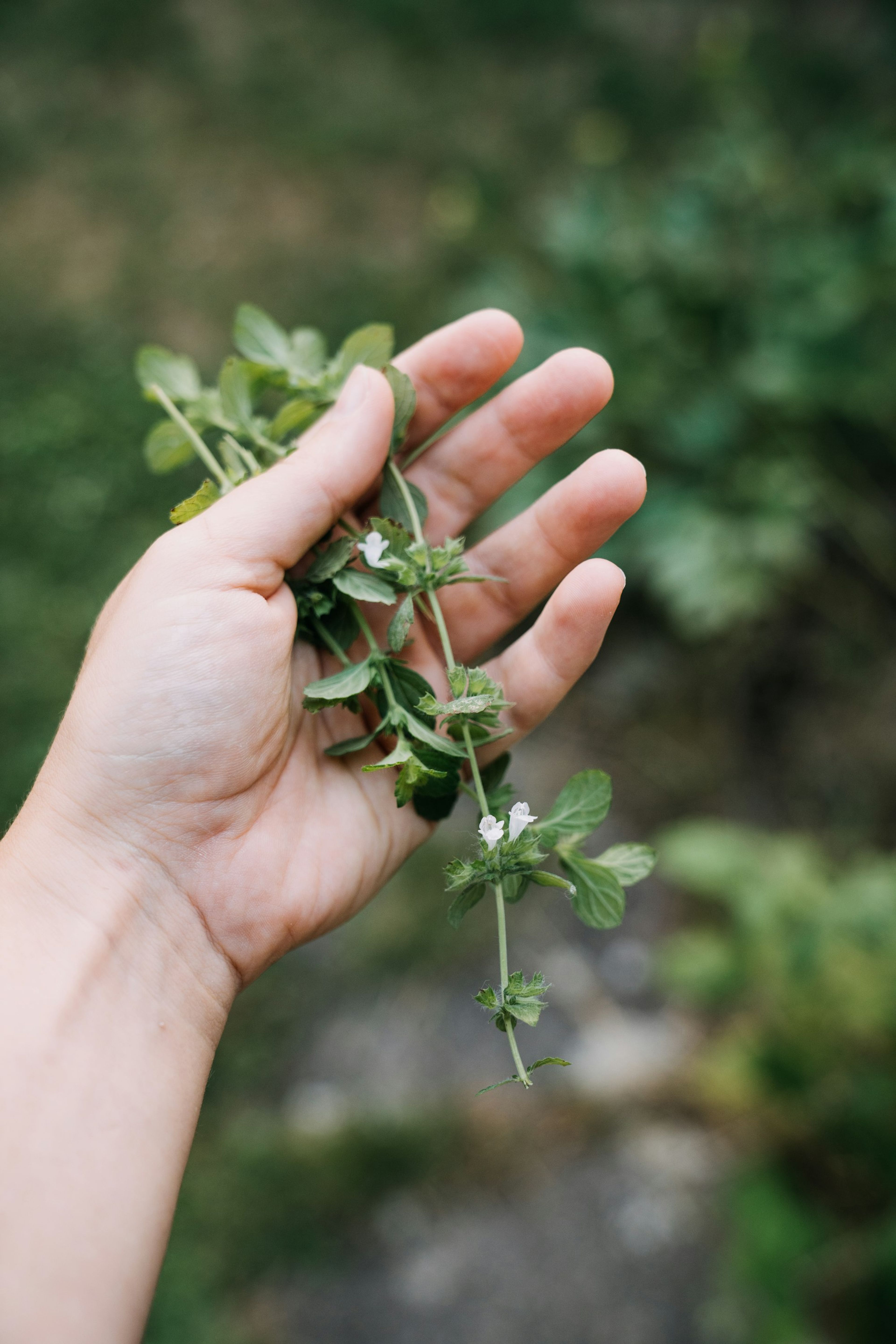A hand holding fresh green herbs
