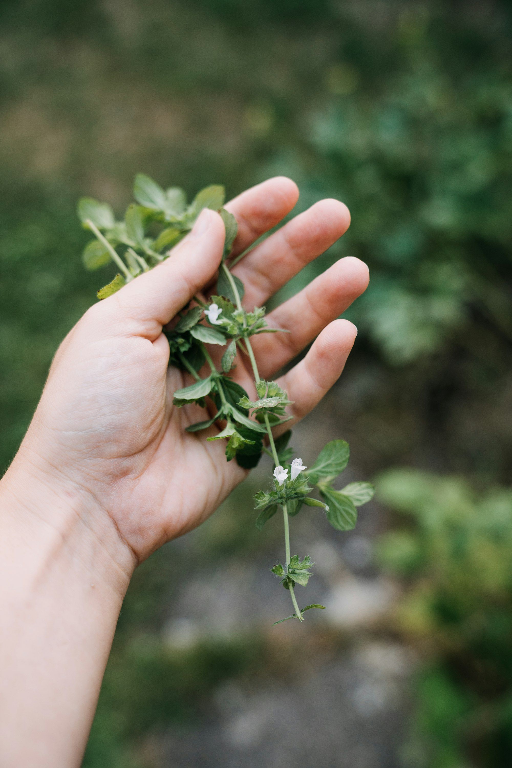 A hand holding fresh green herbs