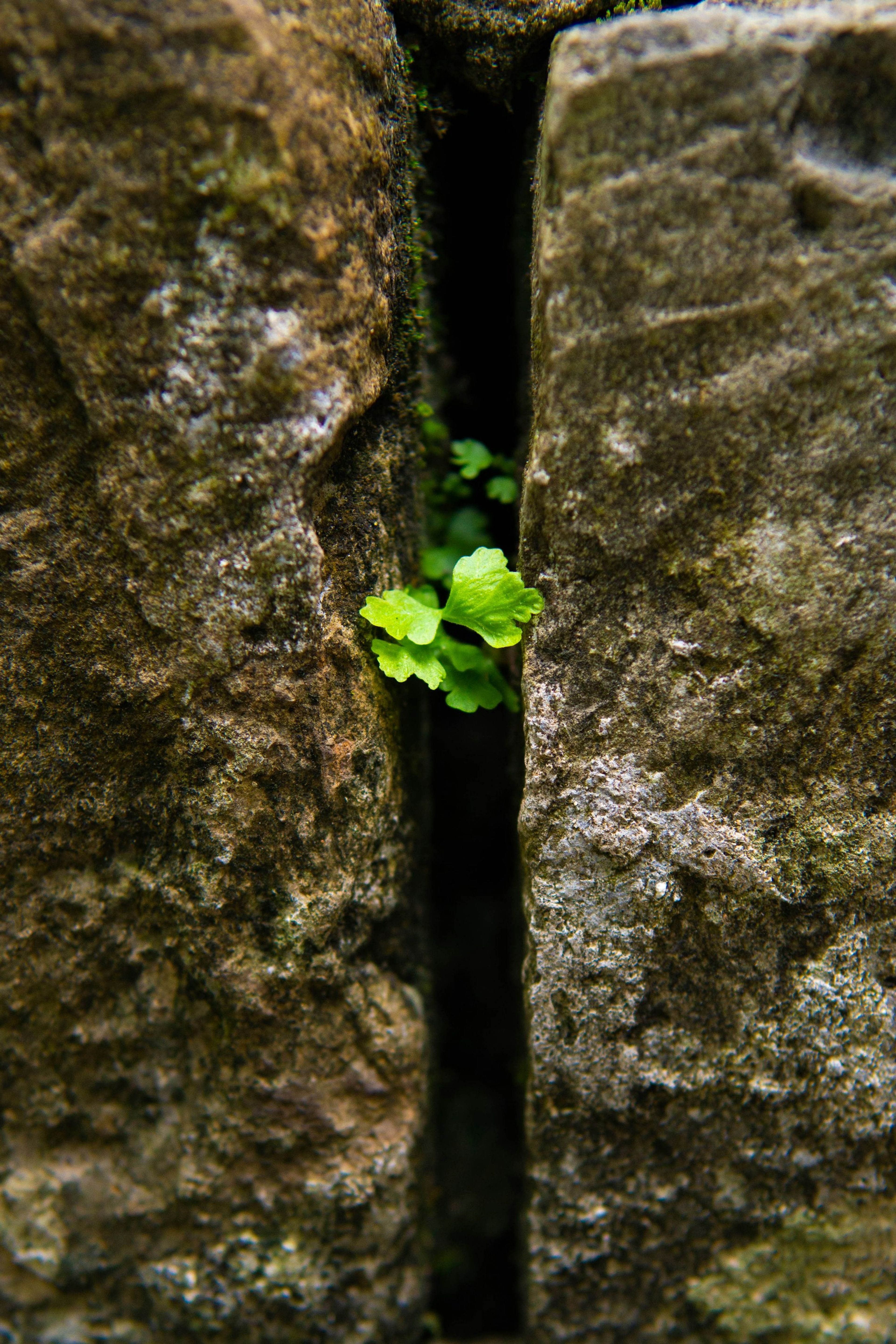 A small plant growing out of a crack in a rock