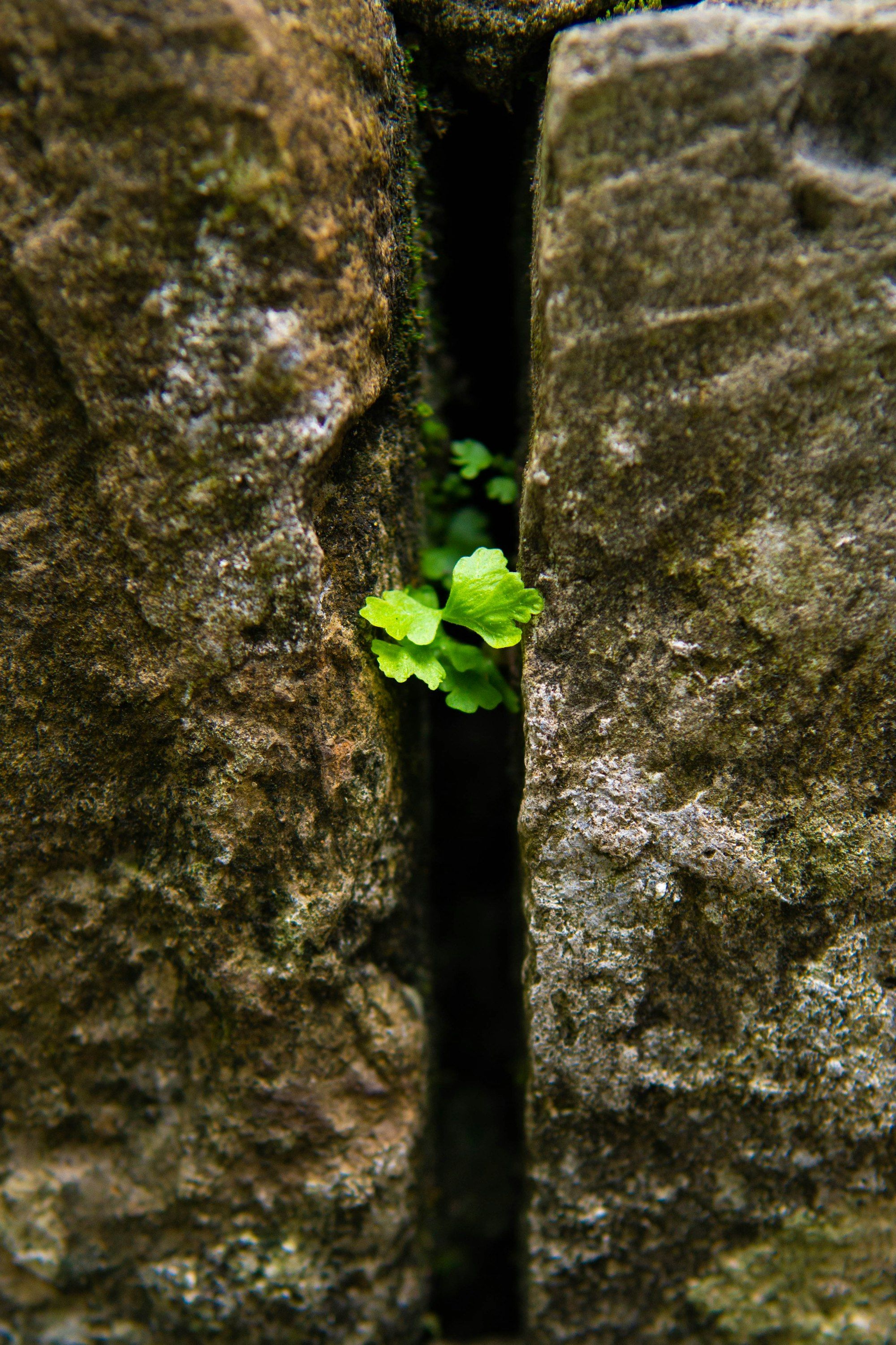 A small plant growing out of a crack in a rock