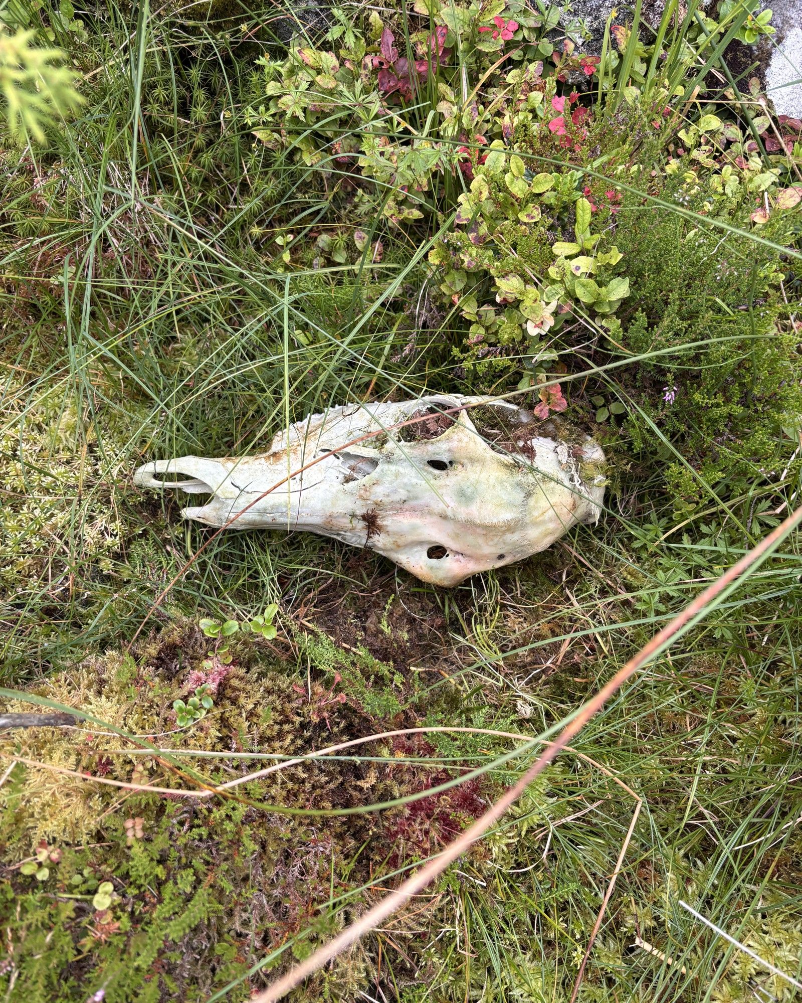 En bleket saueskalle i lyng og gress.
