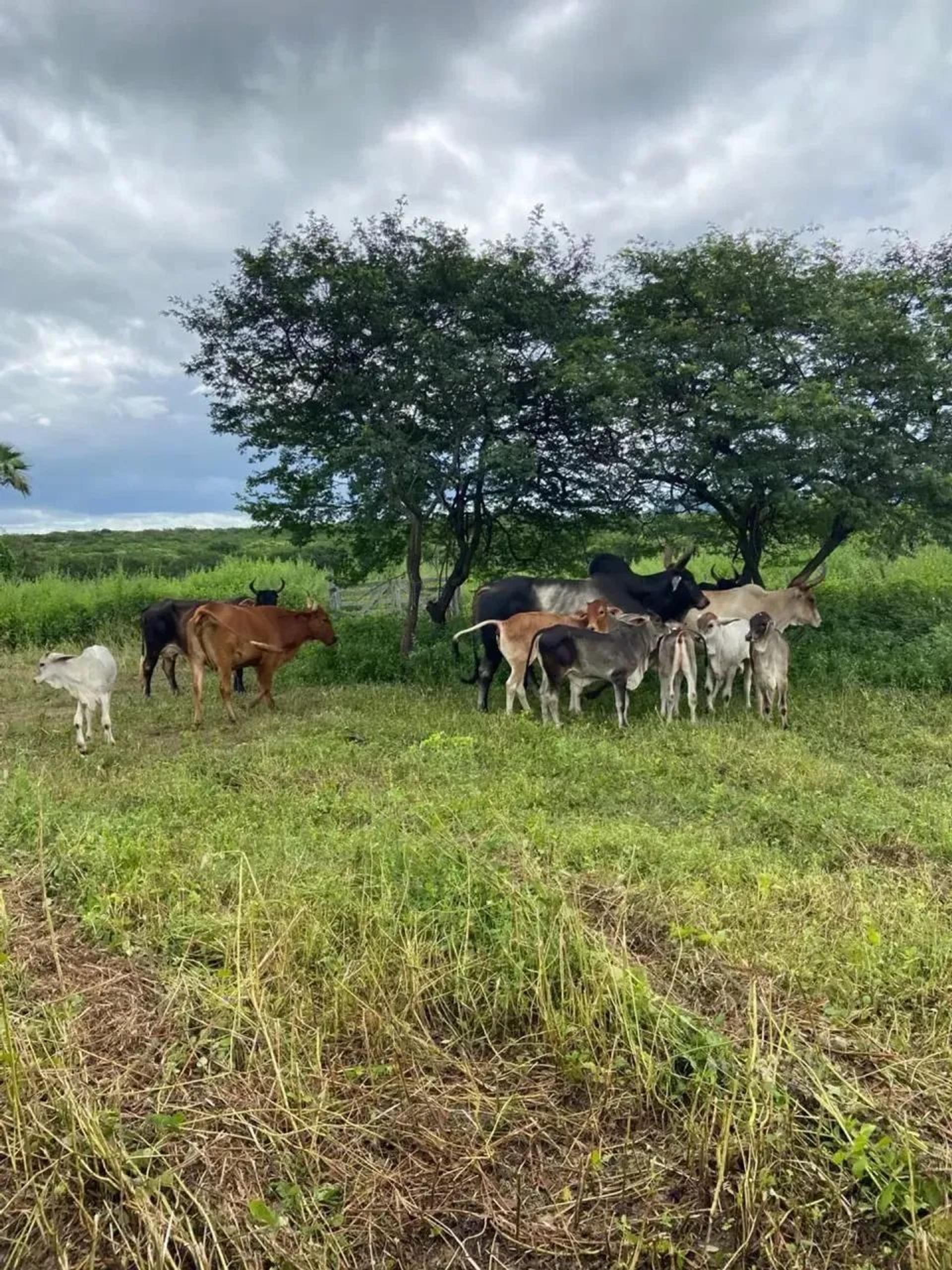 Fazenda à Venda em Canindé CE 1.130,04 hectares R 3.300.000,00