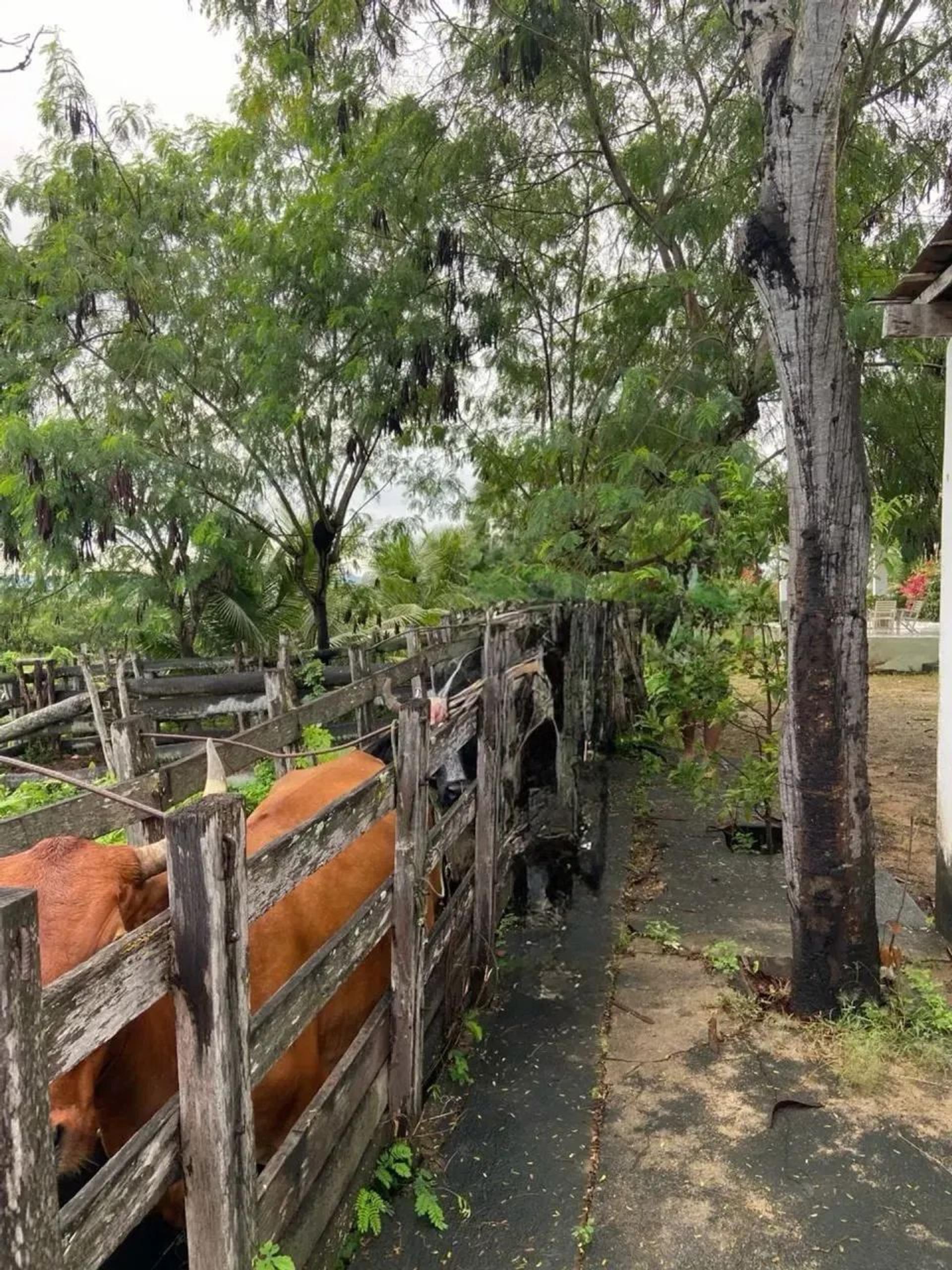 Fazenda à Venda em Canindé CE 1.130,04 hectares R 3.300.000,00