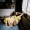 La_Ribot_1_Pablo_Zamora_Sample-2