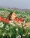 Schon_Laia_Benavides_Thisissample.jpg_009