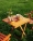 Schon_Laia_Benavides_Thisissample.jpg_007