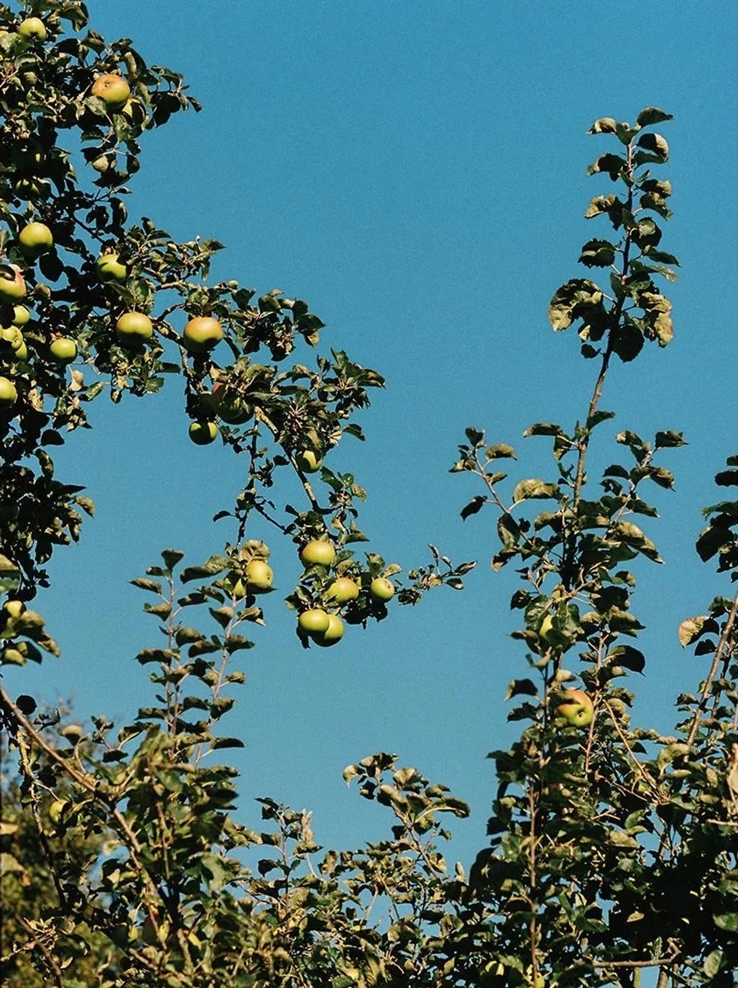 ISIMG-755052