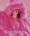 2022_SMODA_PINK_004-scaled