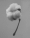 cotton_02_lina_zangers