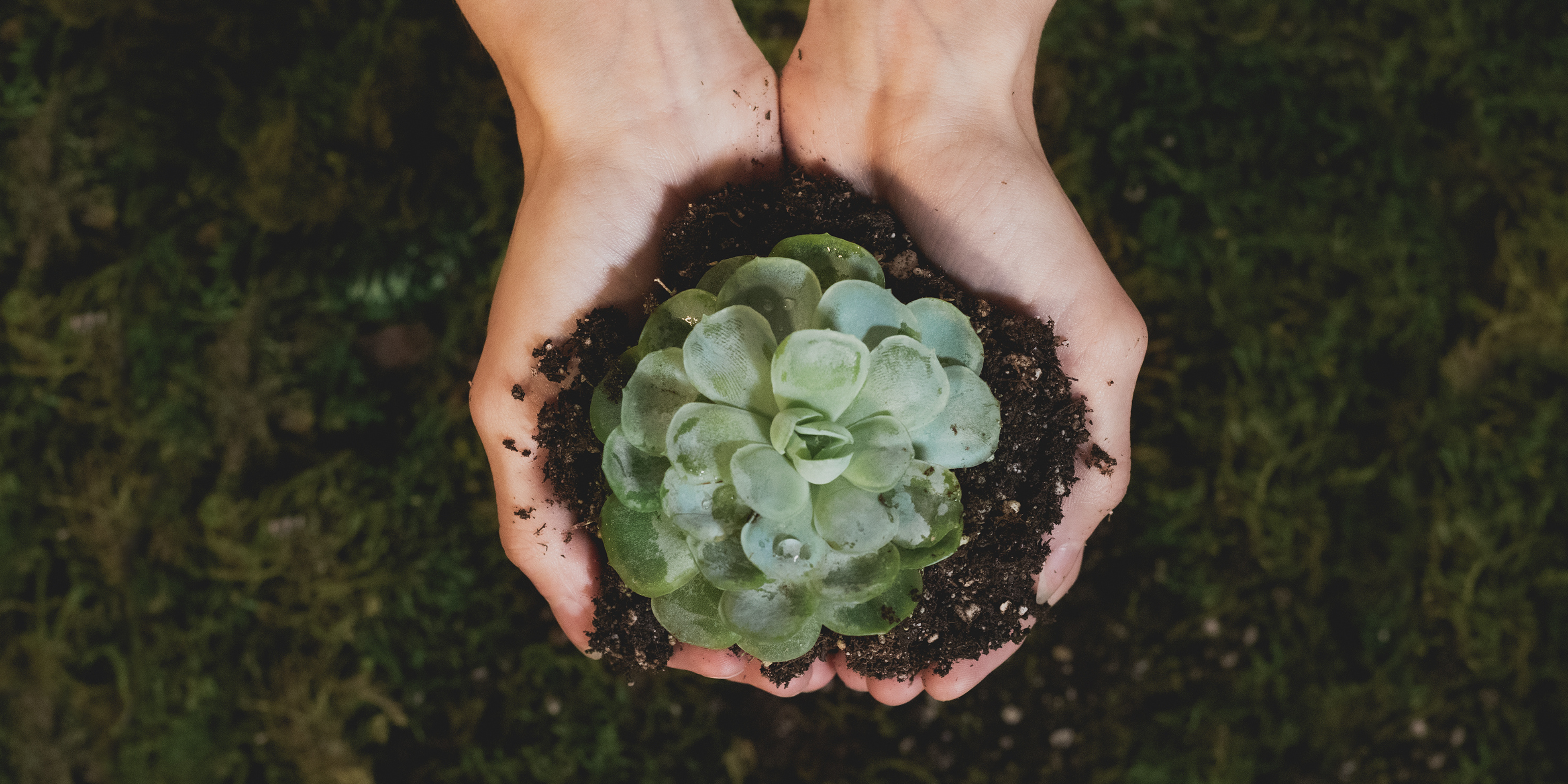 The Focus on Green Bonds : A Global Shift Towards Sustainable Finance-img