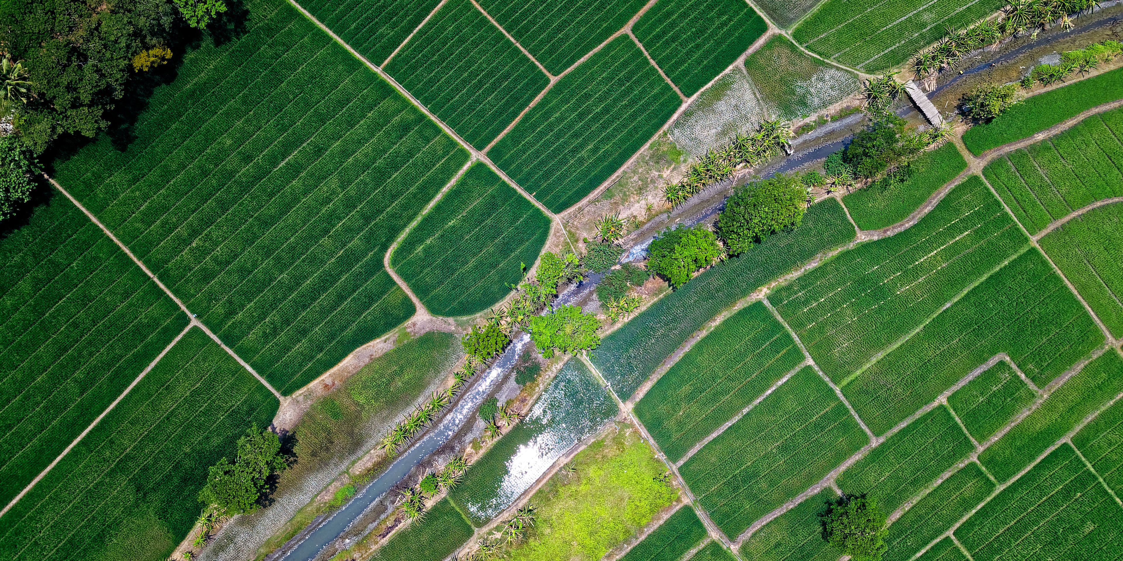 Supported an Indian-Based Agri-tech company by Creating an Impactful and Detailed Business Model and Marketing Materials to Facilitate a Fund Raise-banner