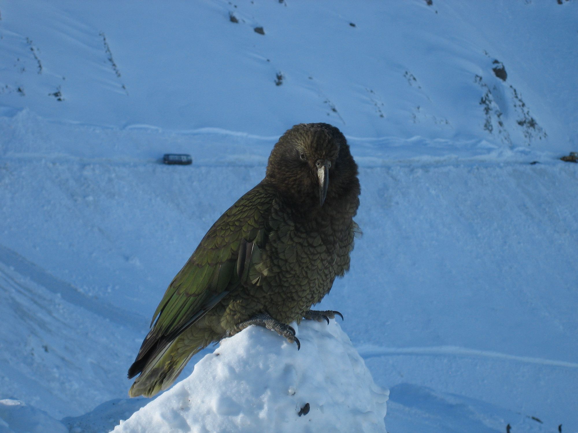 A kea — the New Zealand alpine parrot — perched on a snow-covered mountain slope.