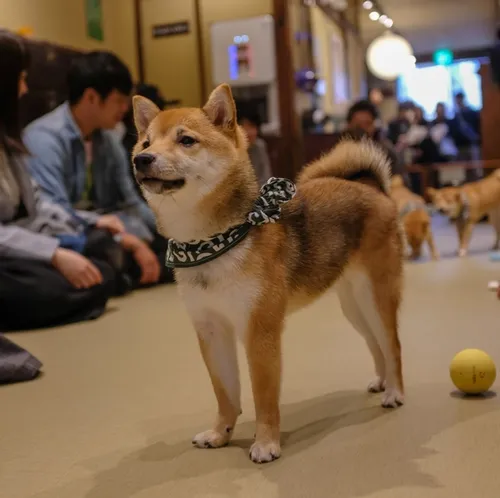 The Shiba-inu cafe in Osaka
