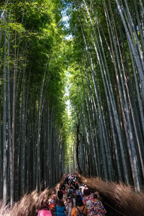 Kameyama Park 嵐山公園 亀山地区亀山公園k