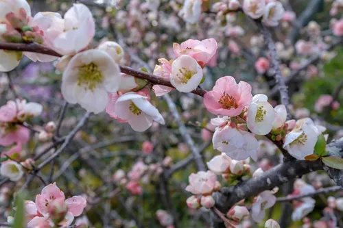 Sakura upclose