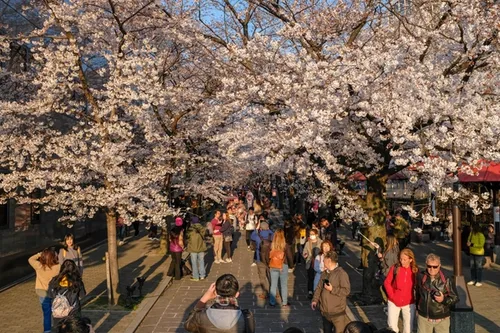 Cherry blossoms in Kyoto