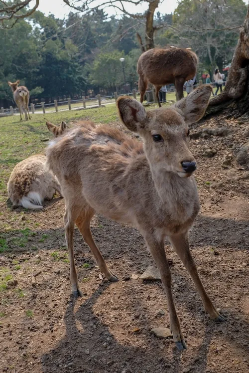 Deer roaming free in Nara park