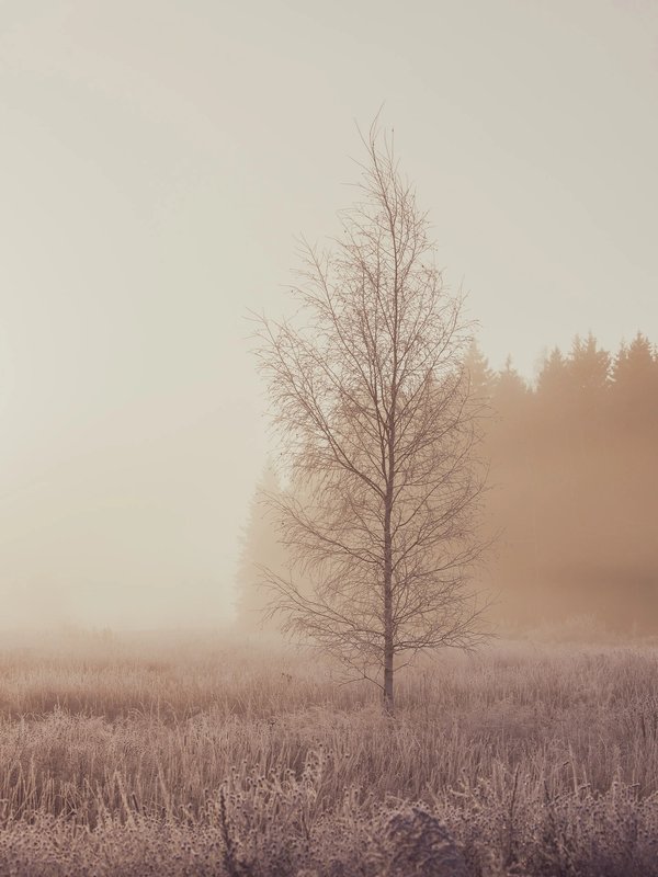 Waiting for winter | Art Lasovsky