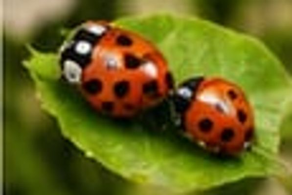 Bichinhos de Jardim